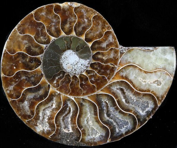 Agatized Ammonite Fossil (Half) #39613